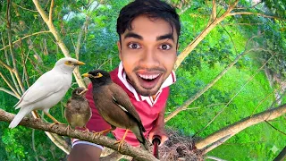 অনেকদিন পরে আবারো গো শালিকের বাসা দেখলাম ! “Go shaliker bachcha boro hoye geche!,