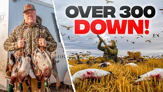 300+ snow geese! (Record Setting Day?) #goosehunting