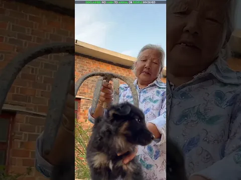 Ele humilha uma avó pobre… e o final emociona 🥹🐶