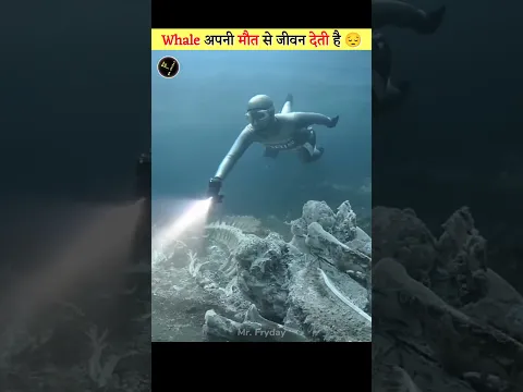 What Happens When a Whale Dies?