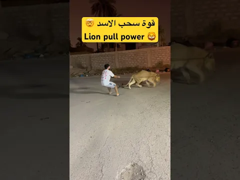 قوة سحب الأسد 🤯🦁 Lion pull power