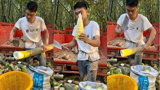 Amazing Skill Bamboo Shoots