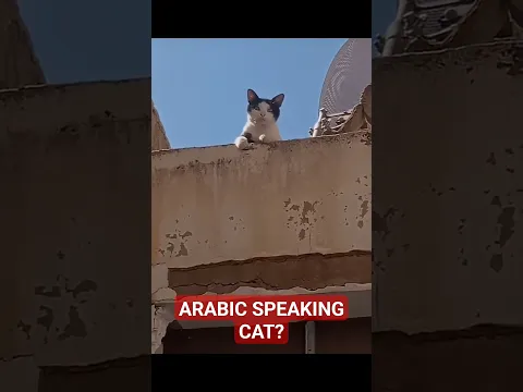 Arabic Speaking Cat 🐈 😁