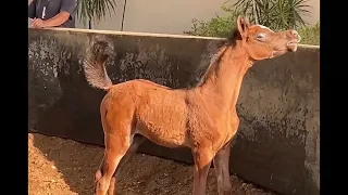مهره مميزه من انتاج عز القاسم والام بنت وادي الشقب❤️
