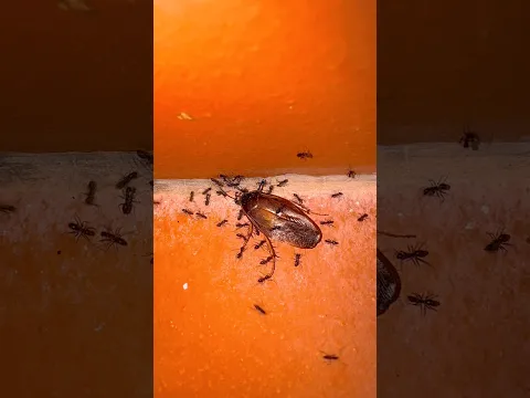Look at them, ohh help 🥹🥹😭#life #insects #nature #naturelover #love