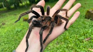 Looking for Big Tarantulas in Panama