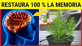 Esta Planta CURA la Memoria al 100%🌳 Protege tu Cerebro del Alzheimer, Depresión y Más