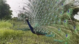 mor peacock