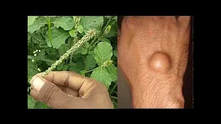 এই গাছ বাড়ির আশেপাশে কোথাও পেলে সাথে সাথে তুলে নিন, এতে একটি নয় হাজারো রোগের ঔষধ আছে - Apamarg
