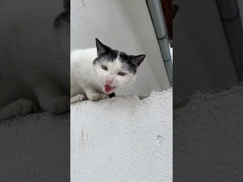 Save the cat