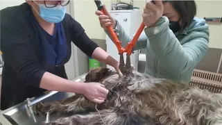 Dog got trapped in a wire that was cutting his body.He literally asked for help.