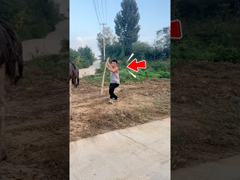Cậu Bé Cưỡi Đà Điểu Và Cái Kết Đắng #shorts