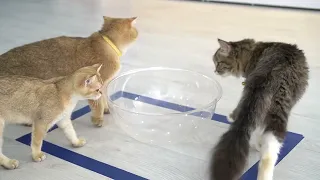 Cats' Hilarious Reactions to Playing with a Tape Square | Aww Pets