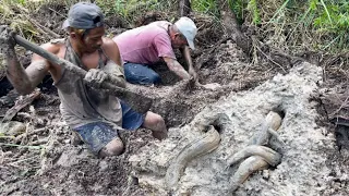 MENGGALI LUBANG LEMBAT YANG KEKERINGAN, TERPESONA MELIHAT ISINYA MONSTER SEMUA…