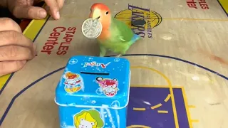 Top Tricks : Smart Parrot Training - Smart Little Love Bird Parrot 🥳😍#training #smartparrot