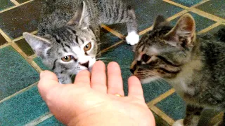 ESPUMINHA e TAMBOR, NOSSOS NOVOS BEBÊS