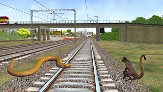 Anaconda & monkey crying train -funny video