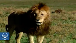 The importance of the Ngorongoro; life and coexistence of several lion families (FULL DOCUMENTARY)