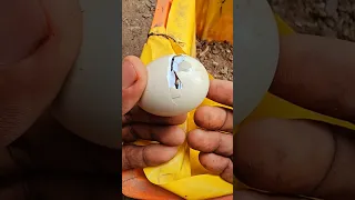 മയിൽക്കുഞ്ഞിന്റെ കഴുത്തിൽ തിളക്കം വന്നപ്പോൾ 🦚🤩🔥