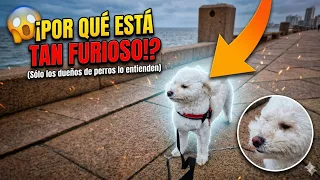 Por el final del video se volvió viral 🫨🫨🫨 #cooper #funny #youtube #video #viral #puppy #pets #dog 