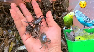 Cân Thử Số Cua Trong Bể Sau Một Tháng Nuôi - Chim Yến Phụng Đã Nở / Quế Nghịch