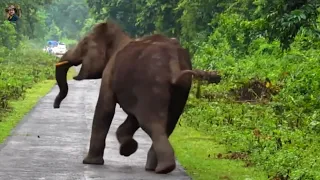 Speed Chasing Of Elephant.