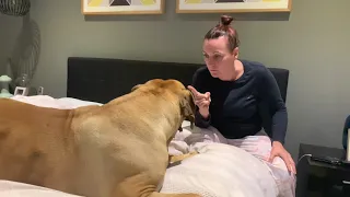 A Boerboel will steal your heart and then they will steal your Bed #boerboel #viral #trending