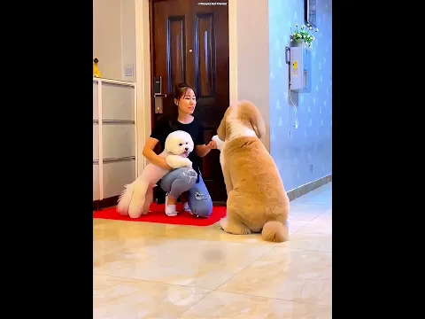 He Replaced Me With a Puppy 😭 #viral #shortvideo #dog #trending