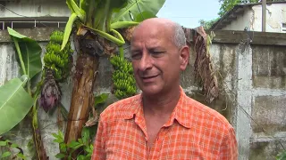 El interesante caso de una mata de platano con cinco racimos.