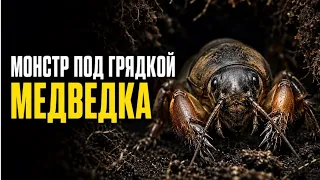 Мать, музыкант и мастер трёх стихий: вся правда о медведке #животные #милыеживотные
