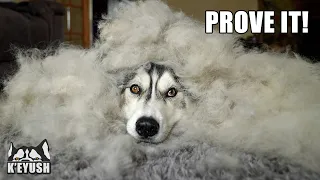Embarrassed Husky Doesn’t Want to be Brushed! 1 HOUR Grooming!