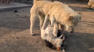 ALPHA DOG DOESN'T MESS AROUND IN HIS TERRITORY || ALPHA Dog Control 50 Dogs