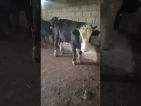 лайка мон