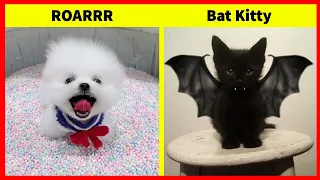 Cute Pets To Make Your Day Better 🥰