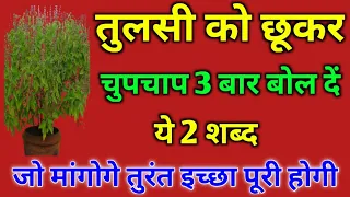 तुलसी को छूकर चुपचाप 3 बार बोल दें ये 2 शब्द जो मांगोगे तुरंत इच्छा पूरी होगी