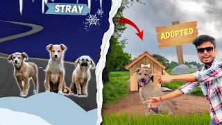 I Feed And Made Shelter For STRAY ANIMALS
