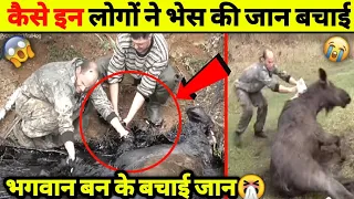 कैसे इन लोगों ने मरते हुए जानवरो 🤧की मदत की फिर जो?🥺 | How did they help the dying animals? #shorts