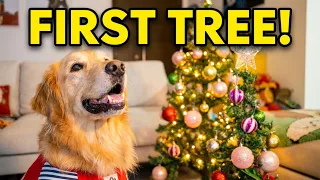 GOLDEN RETRIEVER Meets Her First Christmas Tree! (She Was SO CONFUSED 🎄🤯)