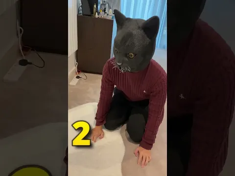 Never Prank Your Cat 🐈 Part 4