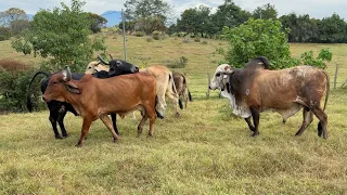 Mira como recibieron el toro las vacas en celo