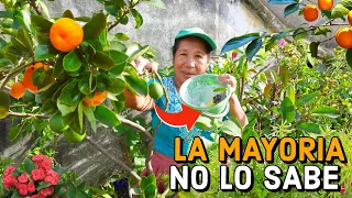 BENEFICIOS de Colocar CAL en las PLANTAS para que tengan mucho FRUTO - Combate Plagas en tu FRUTAL
