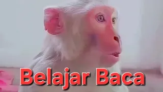 Belajar Baca 🐑 dan 🐵