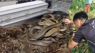 ISANG TUMPOK NG COBRA PA ANG NAKUHA SA  BATANGAS 