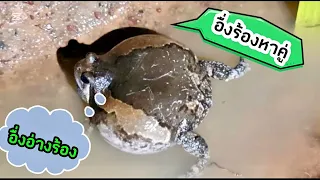 เสียงอื่งร้อง อื่งต่อ เสียงชัด 100% ร้องหาคู่ | ສຽງອື່ງຮ້ອງຫາຄູ່ ອື່ງຕໍ່