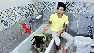 خروف العيد المجنون🐏😂 |السلسيلي