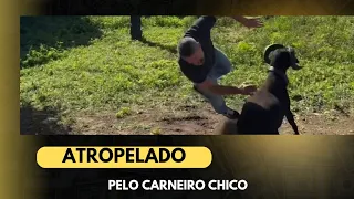 Professor levando chifrada do carneiro.