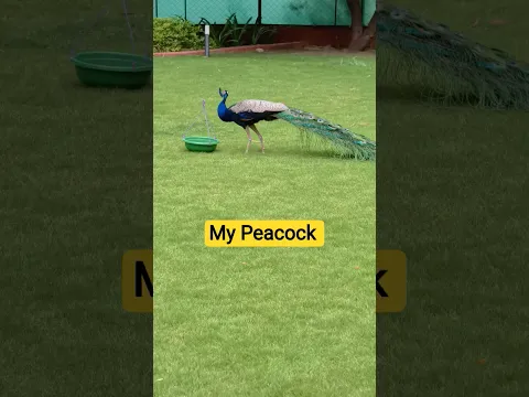 my Peacock