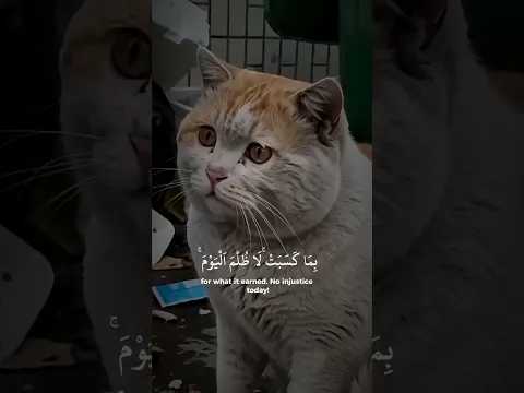هل تحب القرءان 📖؟ اشترك وكن معنا دائما ♥️♥️