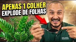 Apenas 1 colher faz a ZAMIOCULCA explodir de folhas o ano todo