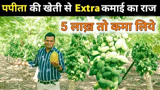 पपीता की खेती से तगड़ी कमाई का तरीका  Papaya farming profit My kisan dost